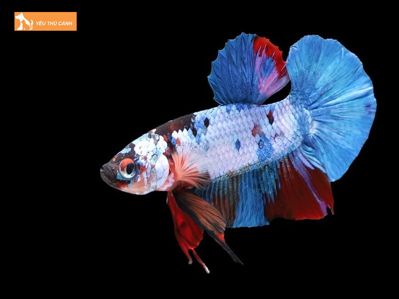 Betta-plakat-thucanh