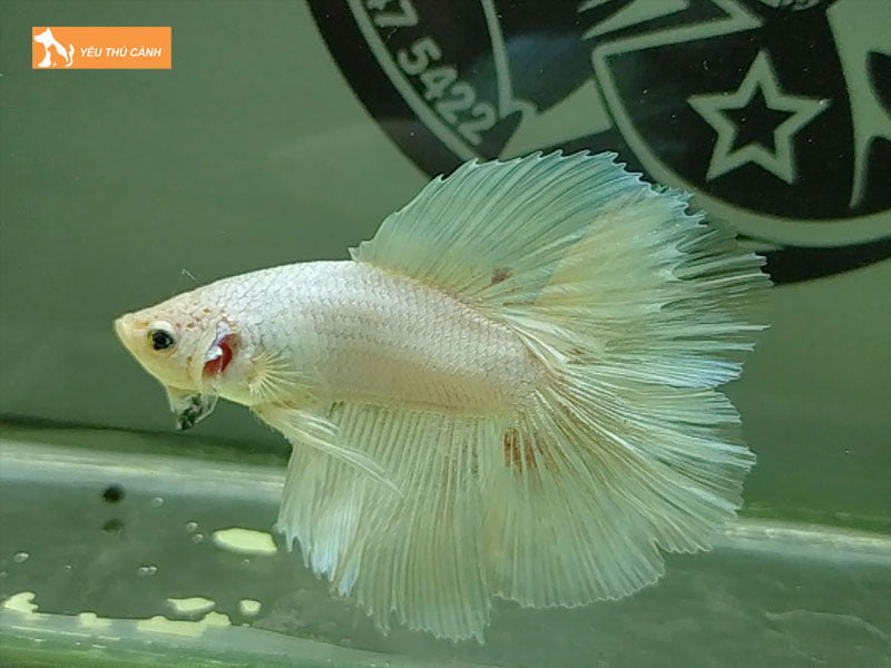 betta-store-hn-shop-ban-ca-betta-ha-noi-duoc-yeu-thich-thucanh