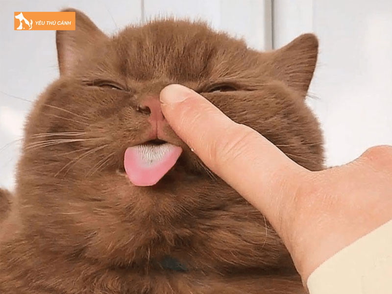 bieu-hien-nhan-biet-meo-cai-dong-duc-thucanh