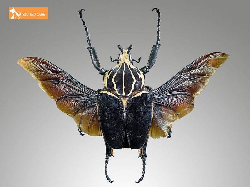 bo-canh-cung-goliath-thucanh