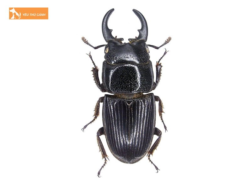 bo-canh-cung-kep-kim-thucanh