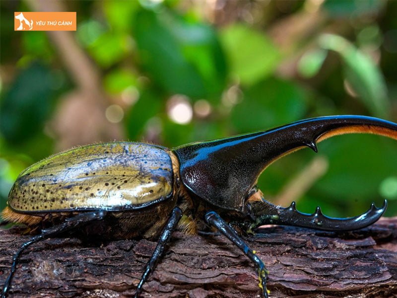 bo-canh-cung-la-gi-thucanh