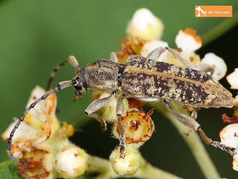 bo-canh-cung-xen-toc-thucanh