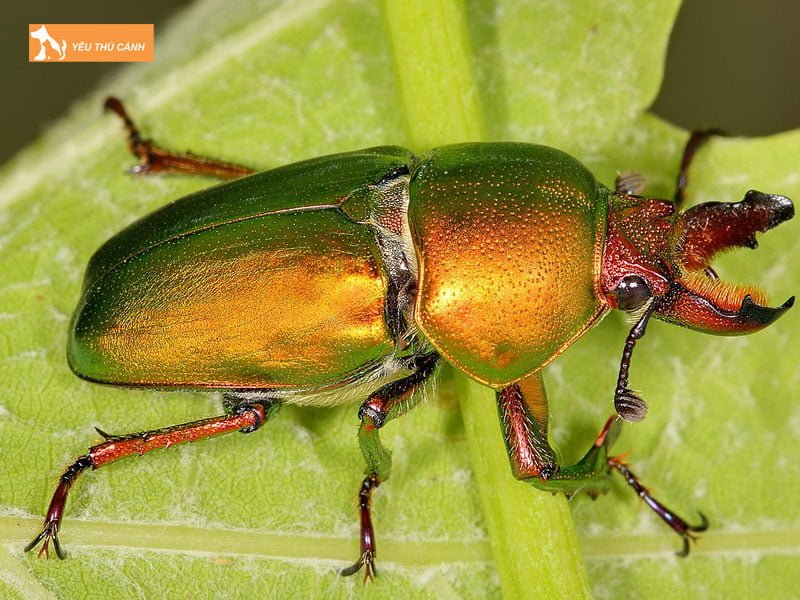 bo-coleoptera-thucanh