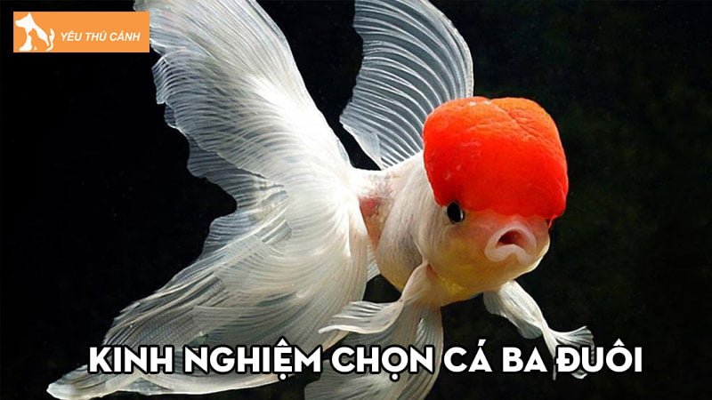 ca-ba-duoi-kinh-nghiem-chon-va-cham-soc-ca-khoe-manh-thucanh