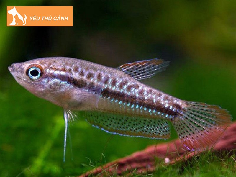 ca-bai-trau-ca-canh-nuoc-ngot-viet-nam-dep-sang-thucanh