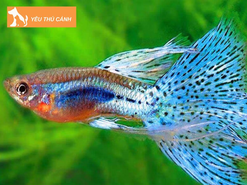 ca-bay-mau-thai-thucanh