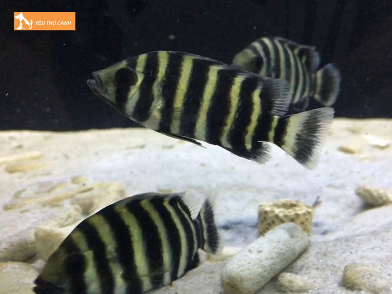 Ca-hoang-tu-chau-phi-la-gi-thucanh