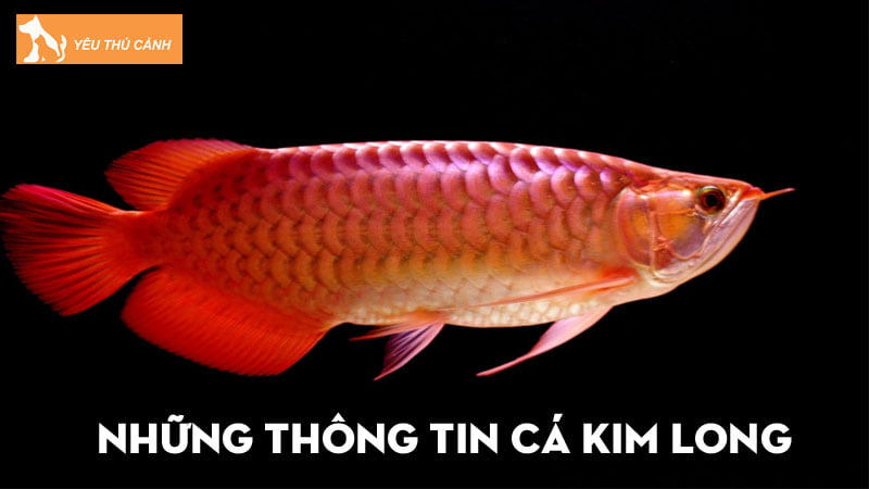ca-kim-long-va-nhung-thong-tin-thu-vi-co-the-ban-chua-biet-thucanh