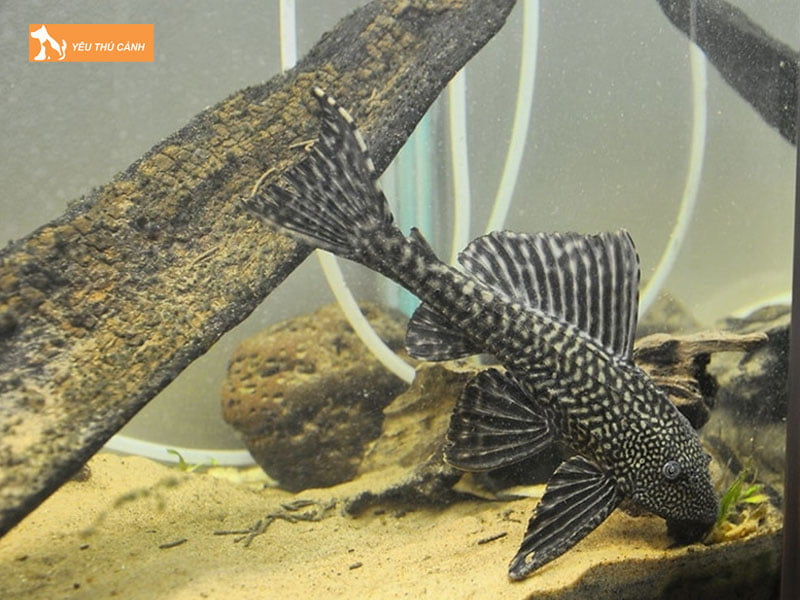 Ca-lau-kieng-thucanh