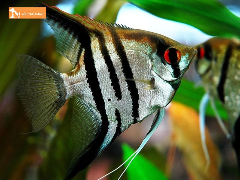 ca-ong-tien-la-ca-gi-thucanh