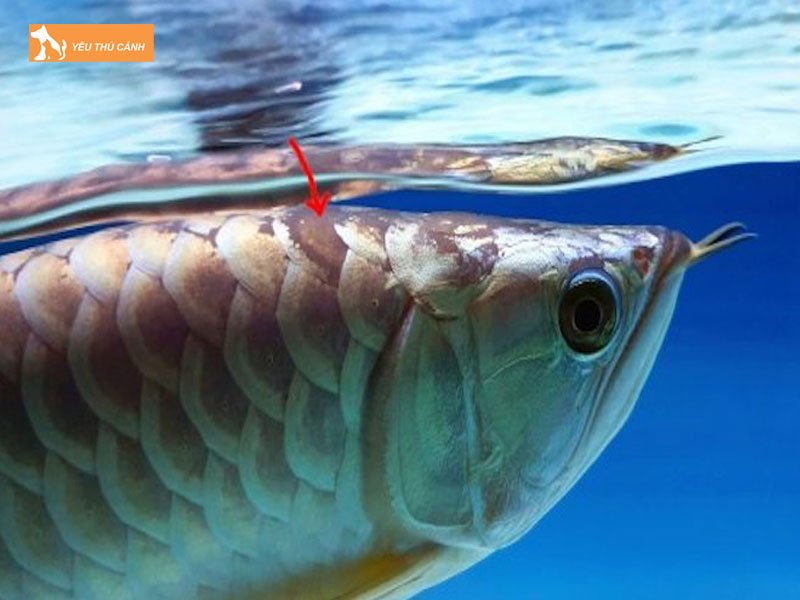 Ca-rong-bi-benh-thucanh