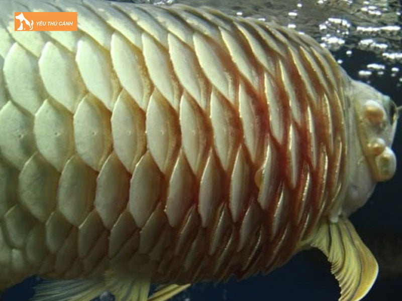 Ca-rong-bi-troc-vay-co-moc-lai-khong-thucanh