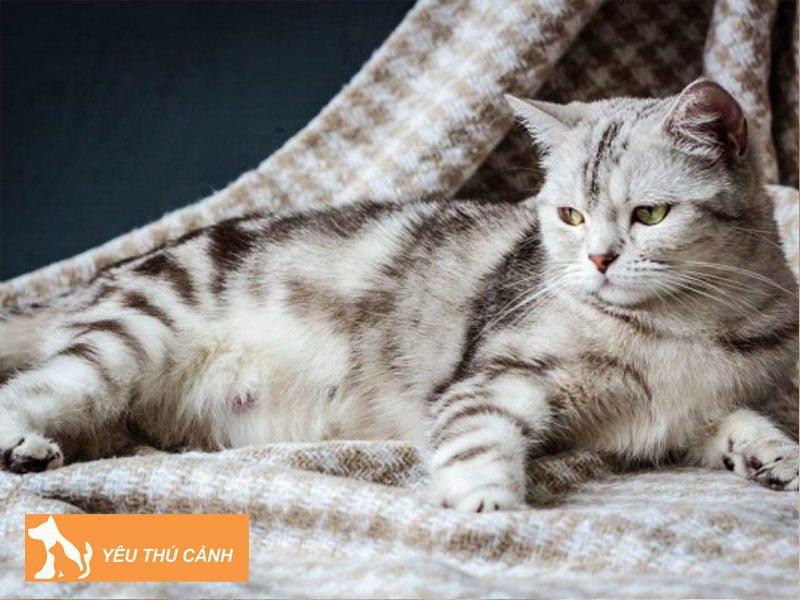 cac-benh-ve-tuyen-vu-cua-meo-1-thucanh