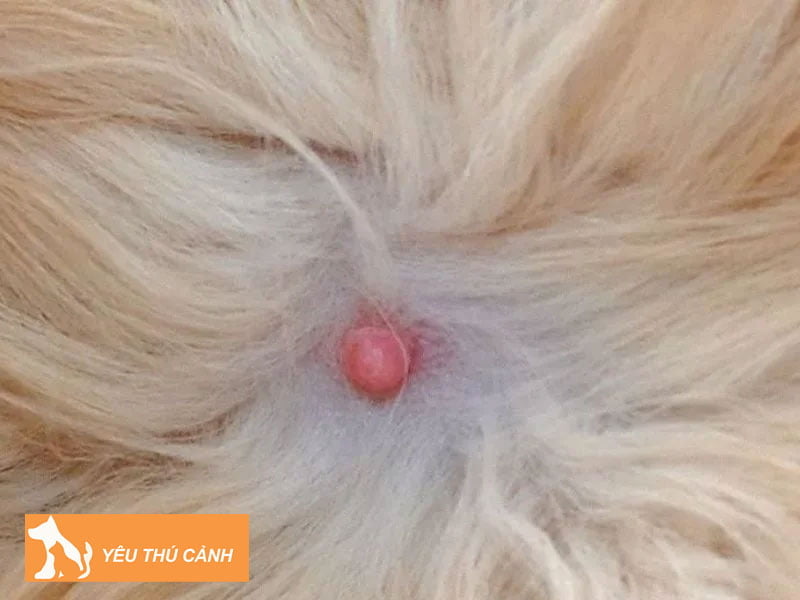 cac-benh-ve-tuyen-vu-cua-meo-thucanh