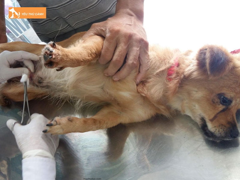 cac-bien-phap-tranh-thai-cho-cho-hieu-qua-hien-nay-1-thucanh