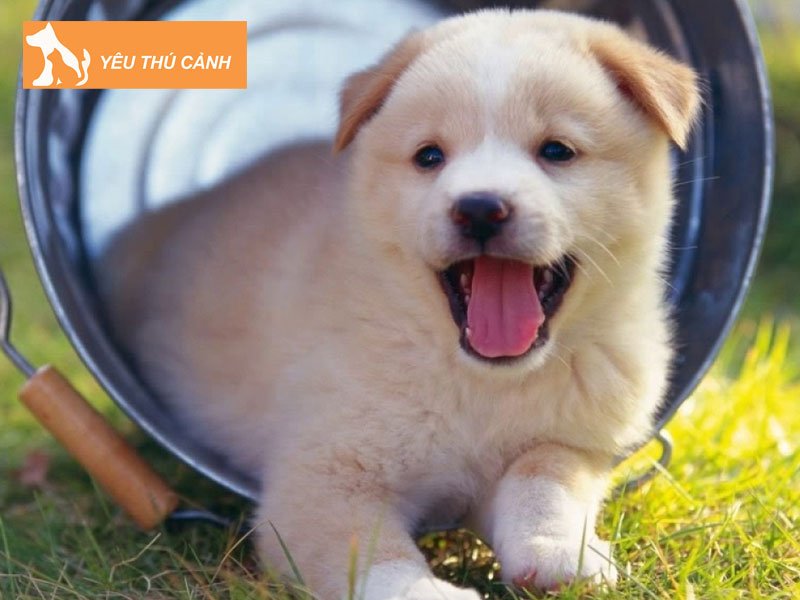 cac-bieu-hien-benh-thuong-gap-o-bo-phan-sinh-duc-cho-thucanh