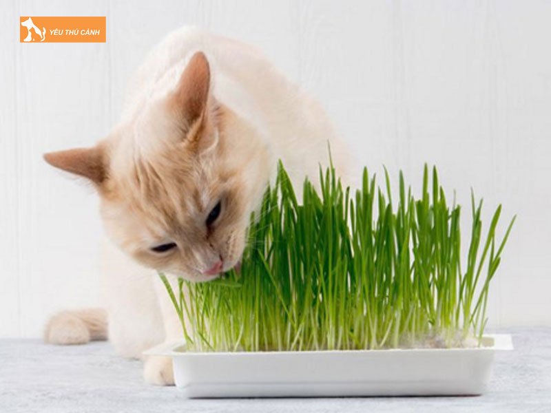 cac-cach-cham-soc-trong-giai-doan-meo-dong-duc-1-thucanh