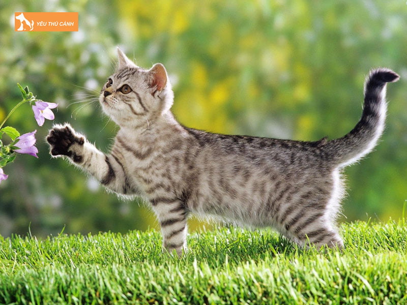 cac-cach-cham-soc-trong-giai-doan-meo-dong-duc-thucanh