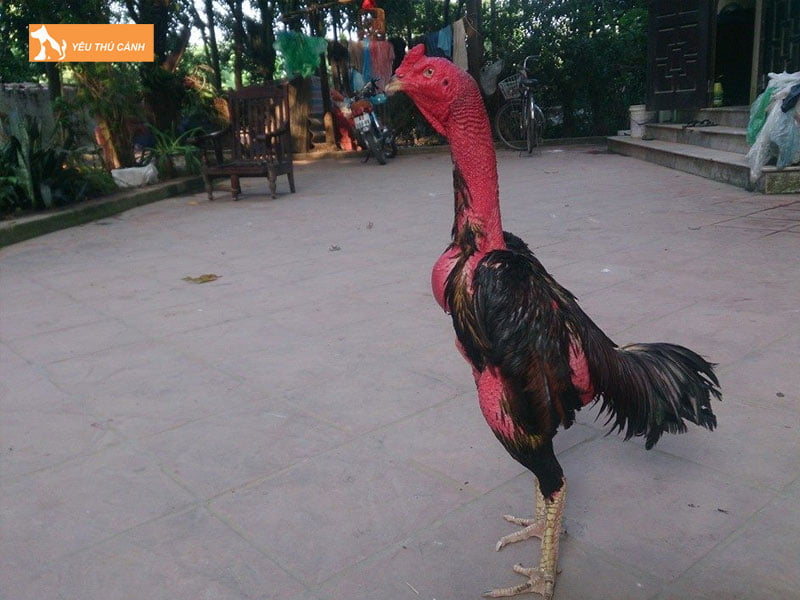 cac-cach-cham-soc-va-huan-luyen-ga-choi-thai-thucanh