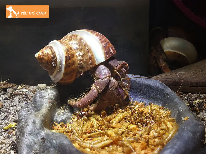 cac-cach-nhan-giong-oc-muon-hon-hieu-qua-1-thucanh