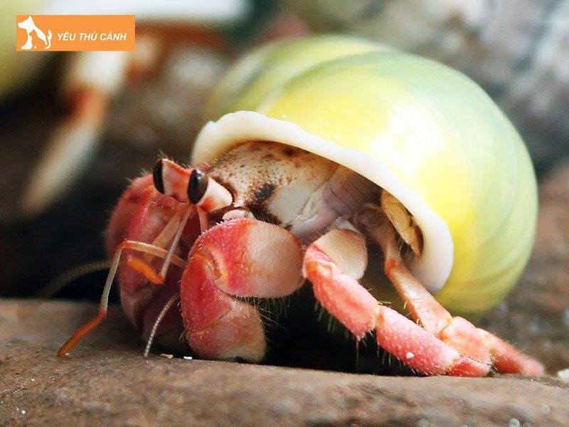 cac-cach-nhan-giong-oc-muon-hon-hieu-qua-2-thucanh