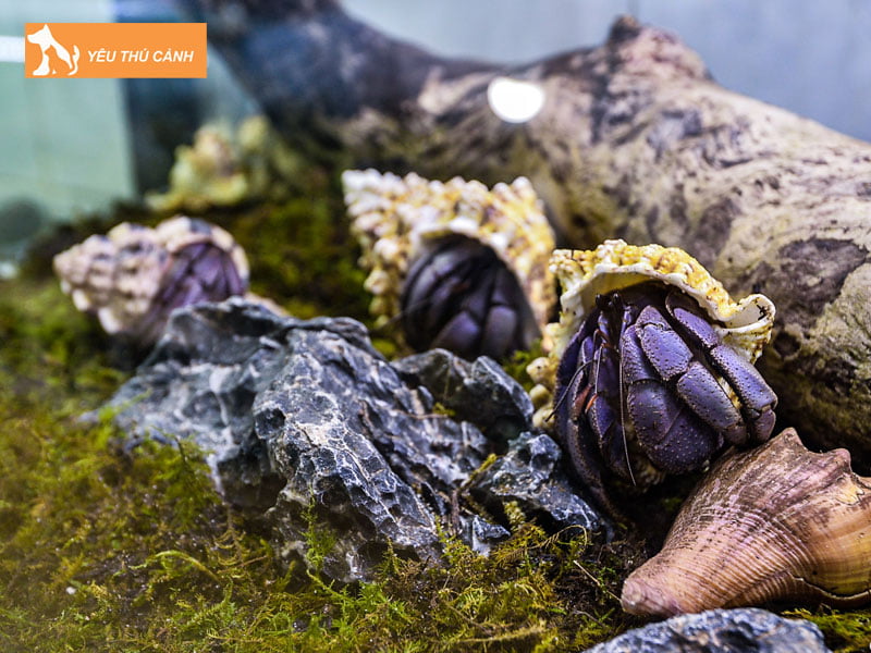 cac-cach-nhan-giong-oc-muon-hon-hieu-qua-thucanh