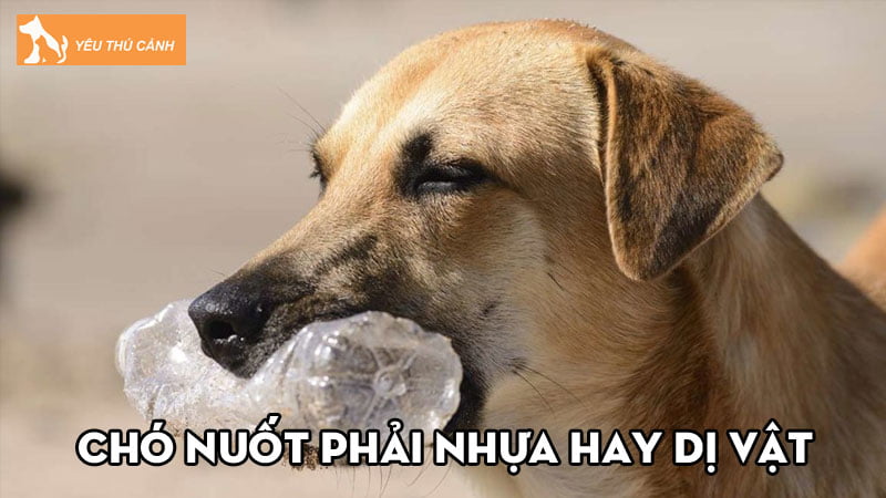 Các cách xử lý khi chó nuốt phải nhựa hay dị vật dễ thực hiện