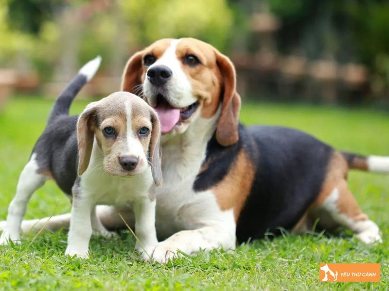 cac-dac-diem-cua-giong-cho-beagle-1-thucanh