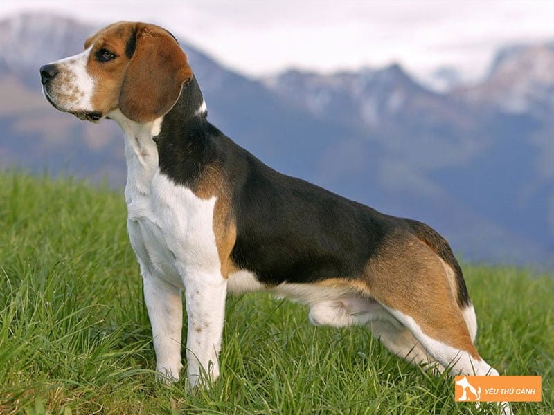 cac-dac-diem-cua-giong-cho-beagle-thucanh