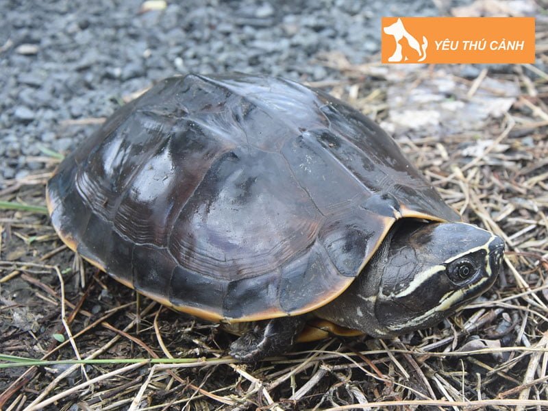 cac-dac-diem-cua-rua-ba-go-thucanh