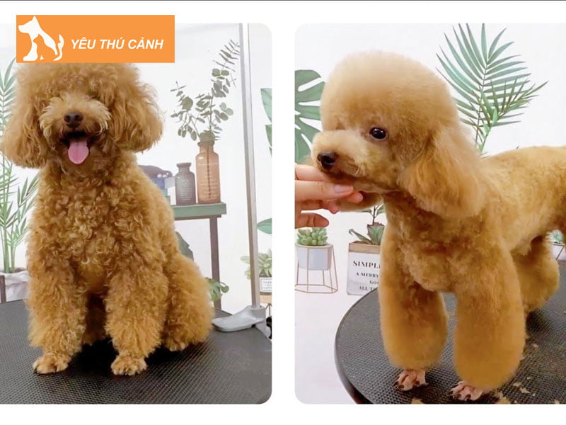 cac-kieu-tia-long-cho-cho-poodle-pho-bien-hien-nay-thucanh
