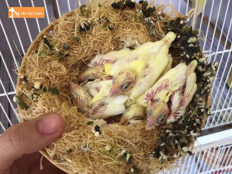 cac-kinh-nghiem-nuoi-hoang-yen-sinh-san-dung-ky-thuat-thucanh