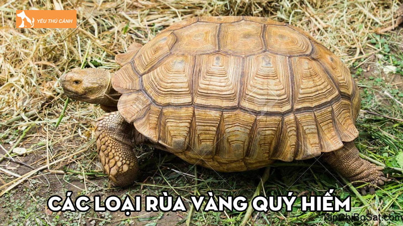 Các loại rùa vàng quý hiếm và cách nhận biết đơn giản Các loại rùa vàng quý hiếm và cách nhận biết đơn giản