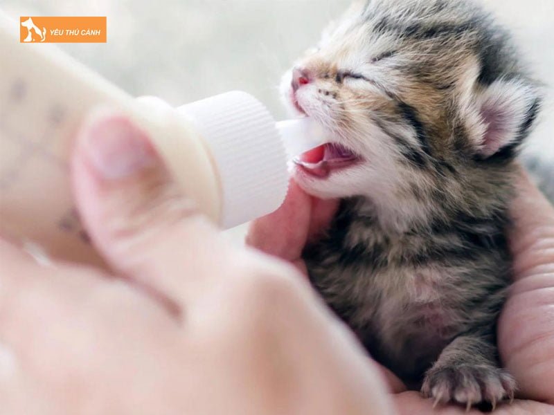 cac-loai-sua-han-che-cho-meo-uong-thucanh