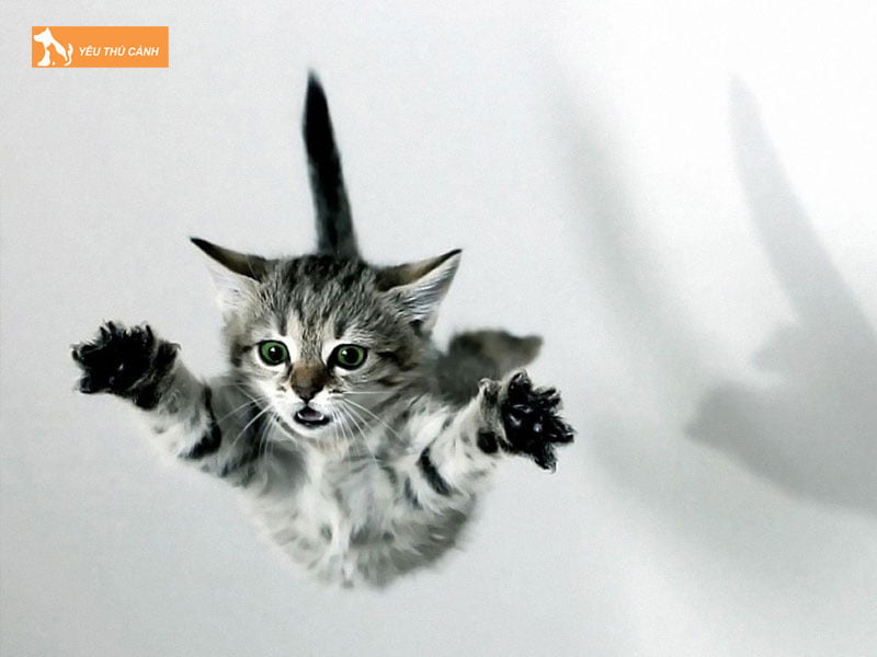 cac-phuong-phap-xu-ly-de-ngan-meo-roi-tu-tren-cao-xuong-thucanh