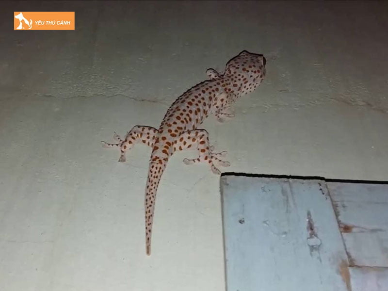 cac-quan-niem-tac-ke-vao-nha-co-diem-gi-1--thucanh