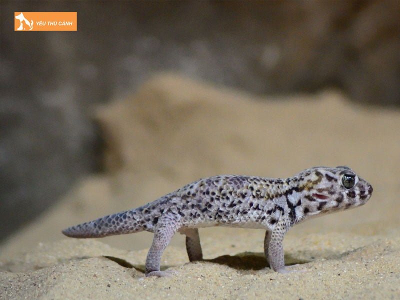 cac-quan-niem-tac-ke-vao-nha-co-diem-gi-thucanh