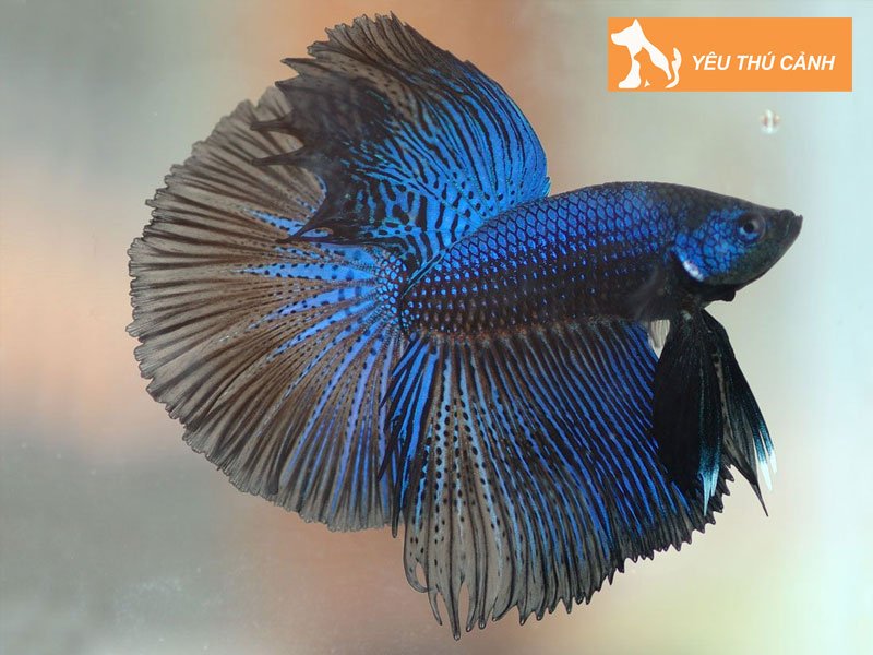 cac-thong-tin-ve-ca-co-1-thucanh