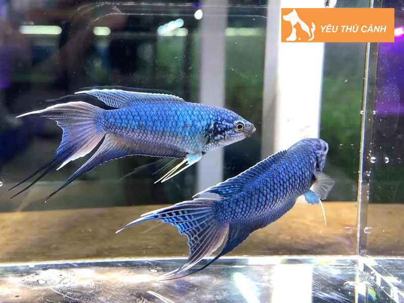 cac-thong-tin-ve-ca-co-2-thucanh