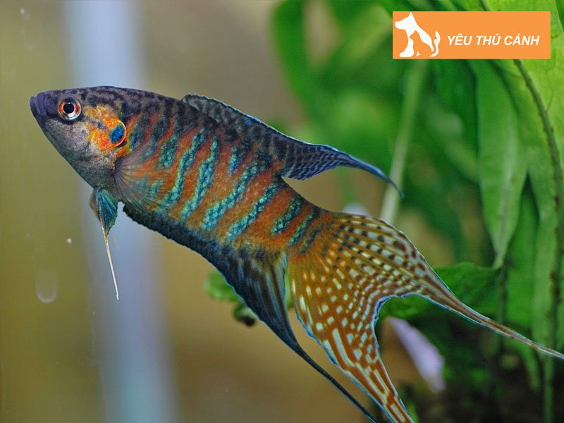 ky-thuat-nuoi-ca-co-hieu-qua-thucanh