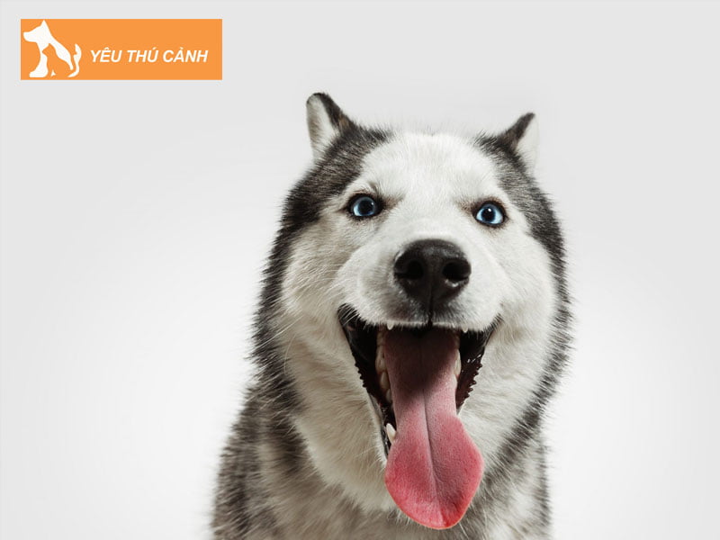 cac-tieu-chi-anh-huong-den-viec-dinh-gia-ban-husky-thucanh