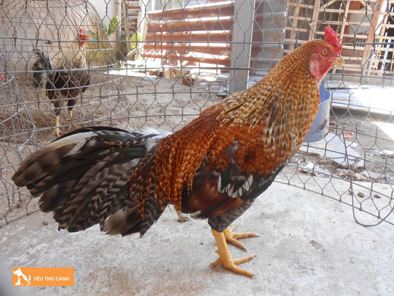 cach-cham-nuoi-ga-cao-lanh-phat-trien-tot-1-thucanh