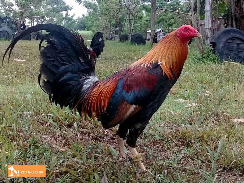 cach-cham-nuoi-ga-cao-lanh-phat-trien-tot-thucanh