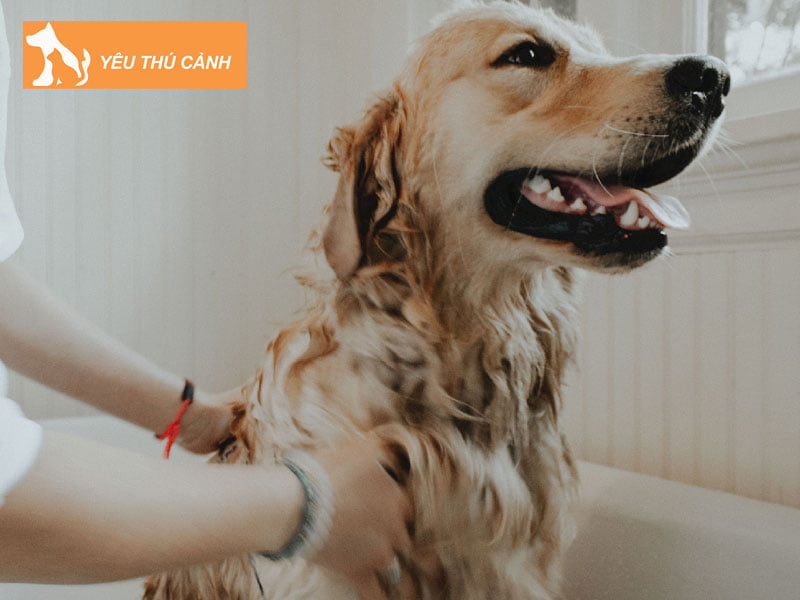 cach-cham-soc-bo-phan-sinh-san-cua-cho-thucanh