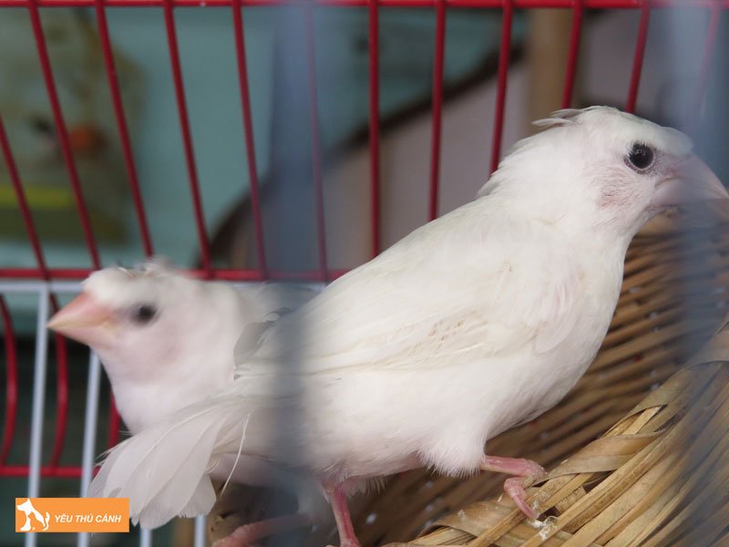 cach-cham-soc-chim-sac-nhat-1-thucanh