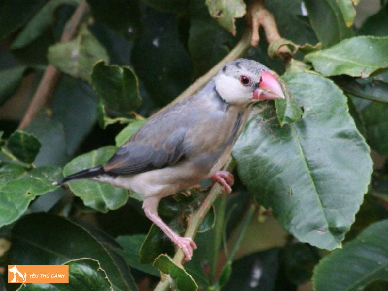 cach-cham-soc-chim-sac-nhat-thucanh