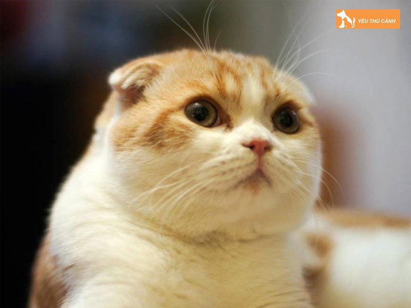 cach-cham-soc-tai-meo-thucanh