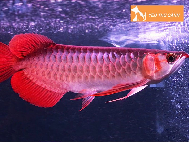 cach-chon-ca-kim-long-dep-thucanh