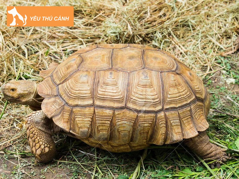 cach-chon-rua-nui-vang-dep-thucanh